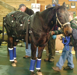 Horse in harnesses for physical therapy